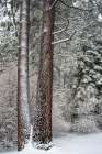 Snow covered pines, Green Valley Lake, California, USA Art Print
